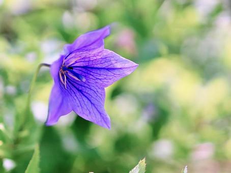 キキョウの花と玉ボケ キキョウの花と玉ボケの写真