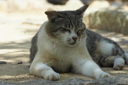 ねこ ねこ にゃんこ,可愛い,野良猫の写真素材