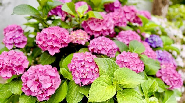 紫陽花の花 紫陽花の花の写真