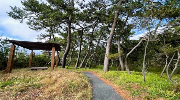 さつき松原の松林遊歩道 さつき松原の松林遊歩道 さつき松原,宗像市,遊歩道の写真素材