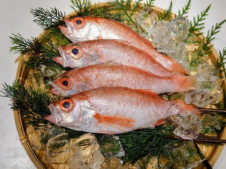 ノドグロ ノドグロ のどぐろ,アカムツ,魚の写真素材