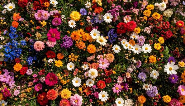 花畑を真上から見た背景写真素材 花畑を真上から見た背景写真素材の写真