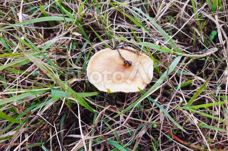 草むらに生えたキノコ キノコ,自然,屋外での写真素材