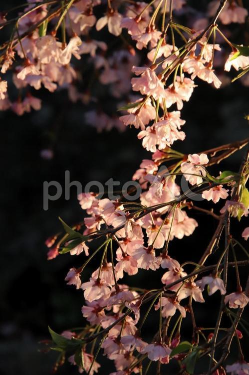 福岡市の舞鶴公園の夜桜 夜桜,舞鶴公園,福岡市の写真素材