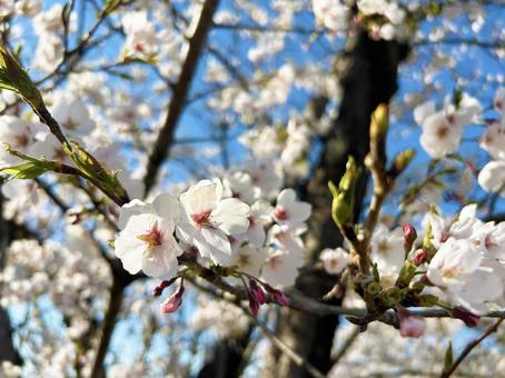 青空と満開な桜 青空と満開な桜の写真