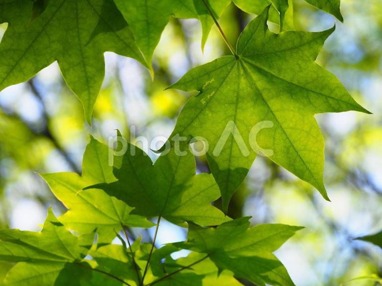 カエデの葉　夏の日差し 楓,かえで,葉っぱの写真素材