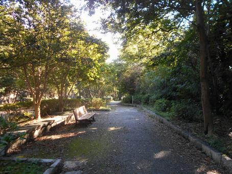公園の木漏れ日とベンチ 公園の木漏れ日とベンチ 公園,ベンチ,木漏れ日の写真素材