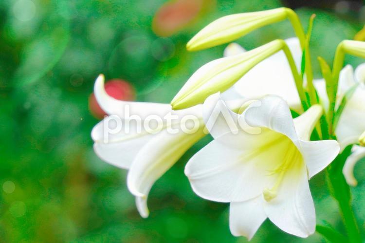 真っ白な可愛いユリの花（２） 百合,ユリ,ゆりの写真素材