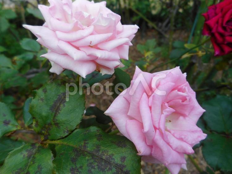 日本生まれのピンクの薔薇、キャンディピンク 薔薇,キャンディピンク,植物の写真素材