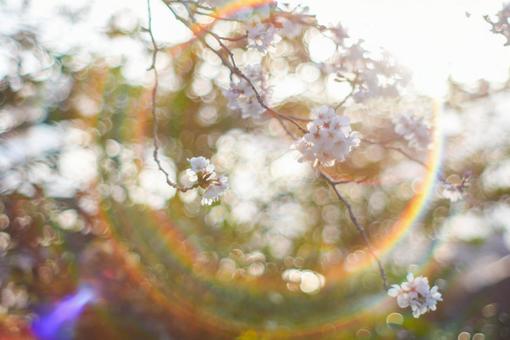 オールドレンズで桜 オールドレンズで桜 オールドレンズ,桜,夕日の写真素材