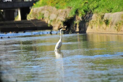 白サギの写真