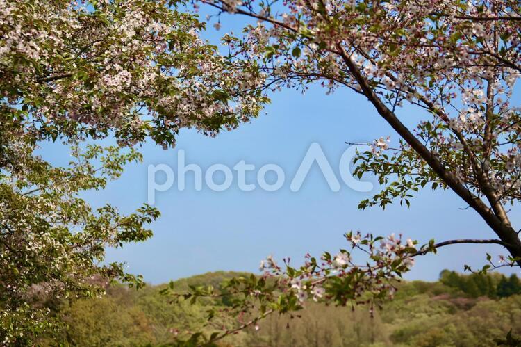 木のスキマの青空 木,花,風景の写真素材