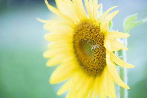 ひまわりの花とミツバチ 蜂,ミツバチ,ひまわりの写真素材