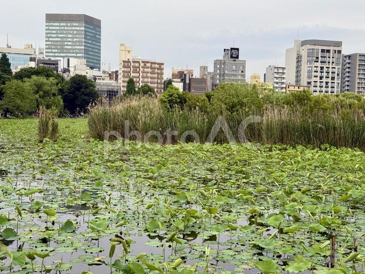 梅雨空の下蓮の葉が繁殖する不忍池 不忍池,上野,上野恩賜公園の写真素材