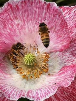 花と蜜蜂 花と蜜蜂の写真