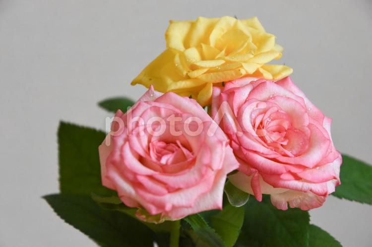 ピンクと黄色の濡れた薔薇 バラ,薔薇,ピンクの写真素材