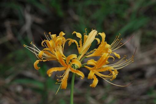 [Photo of cluster amaryllis] Scenery of cluster amaryllis blooming, JPG