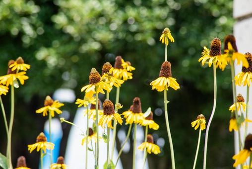 6月の小さな草花9 6月の小さな草花9の写真