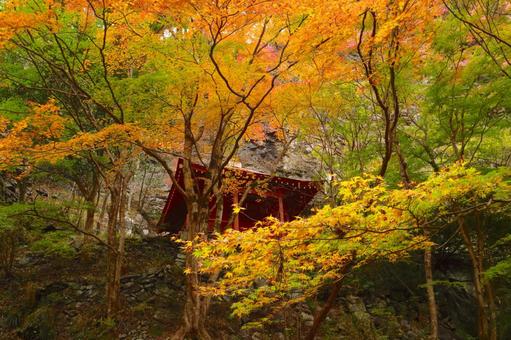 紅葉の蓬莱山 秋,もみじ,風景の写真素材