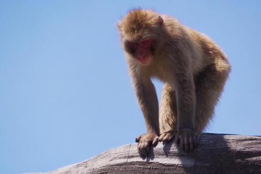 サルの写真