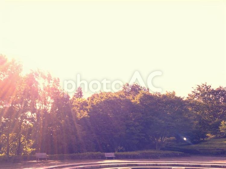 公園夕暮れ　 木,空,自然の写真素材