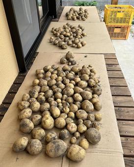 じゃがいも じゃがいも じゃがいも,野菜,自然の写真素材