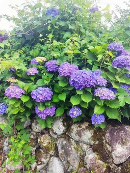 白川郷の紫陽花 白川郷の紫陽花の写真