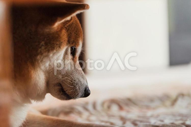 テーブルの下で眠くなった柴犬 柴犬,しばいぬ,日本犬の写真素材