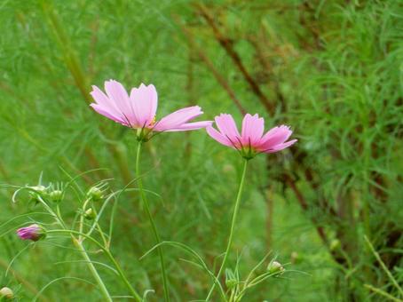 【花の写真】コスモス（秋桜） コスモス,秋桜,自然の写真素材