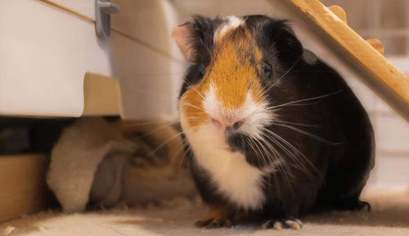 警戒するモルモット モルモット,小動物,ペットの写真素材