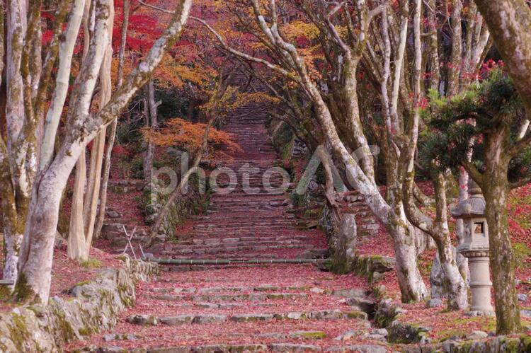 もみじの絨毯 紅葉,秋,赤の写真素材