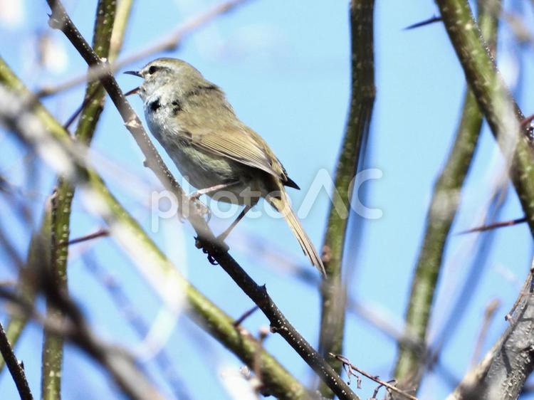 枝につかまり鳴くウグイス 鳥,野鳥,ウグイスの写真素材