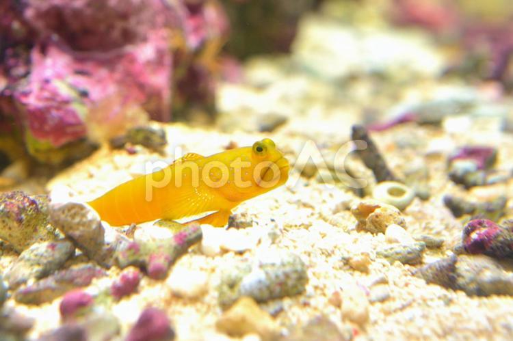 水族館の魚 水族館,魚,さかなの写真素材