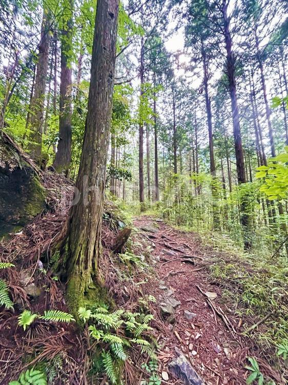 森林浴 森林浴,森林,山の写真素材