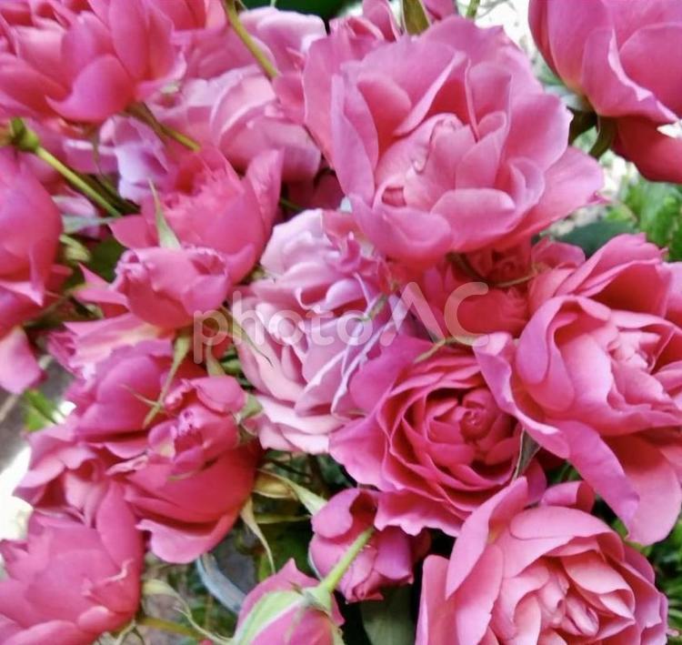 ピンクバラ バラ,薔薇,ローズの写真素材