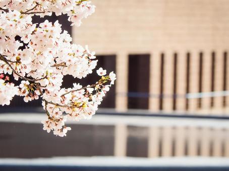 水辺に映える桜の枝 桜,春,花の写真素材
