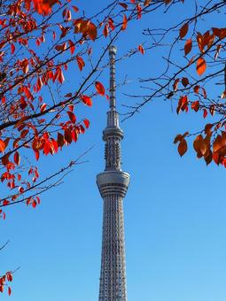 紅葉とスカイツリー 紅葉とスカイツリーの写真