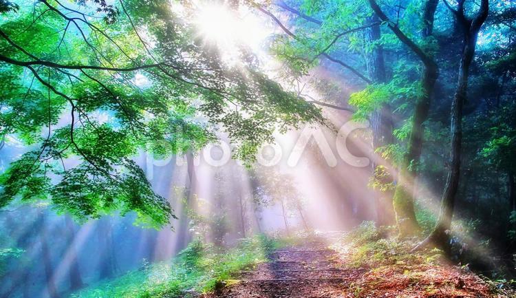 朝霧の森の木漏れ日 木漏れ日,新緑,森の写真素材