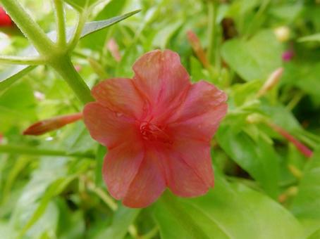 【花の写真】オシロイバナ(白粉花) 【花の写真】オシロイバナ(白粉花)の写真