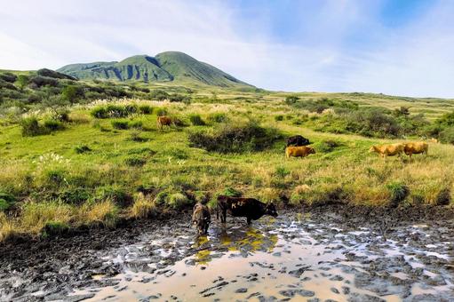 広大な原野に放牧されている牛たち 阿蘇,原野,牛の写真素材