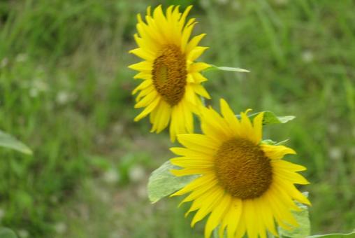 ヒマワリを見つけたよの写真