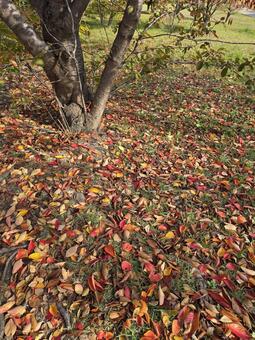落ち葉 落ち葉,秋,自然の写真素材
