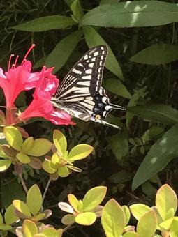 Photo, swallowtail butterfly, butterfly, satsuki, 