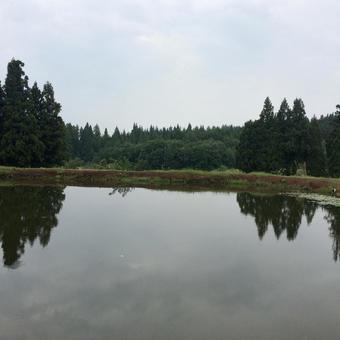 静かな水面と森の風景 静かな水面と森の風景 水面,森,湖の写真素材