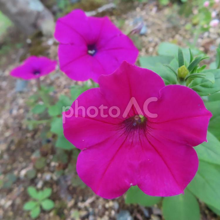 ペチュニア ペチュニア,花,花びらの写真素材