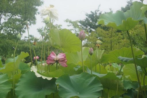 双頭蓮 双頭蓮の写真