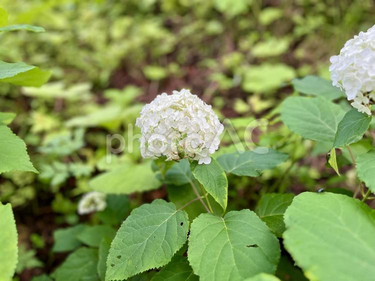 アジサイとカエル 白いアジサイ,紫陽花,カエルの写真素材