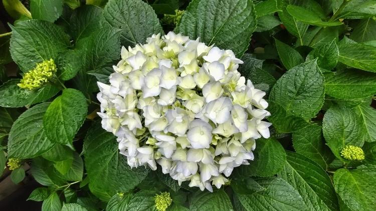 雨上がり後の紫陽花と葉 紫陽花,アジサイ,コットンキャンディの写真素材