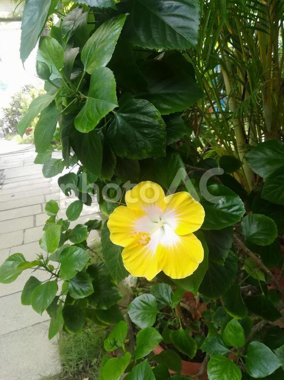 台湾で咲く黄色のハイビスカス 台湾,ハイビスカス,花の写真素材