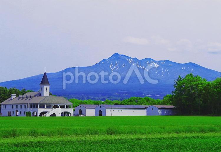 残雪の斜里岳と新緑の麓の畑 山,雪,斜里岳の写真素材
